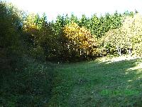 Herbstwald
